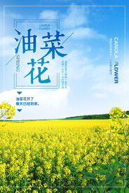 油菜花海报