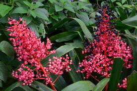温室花草 
