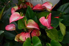 温室花草 