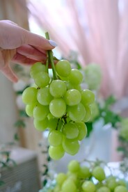 葡萄