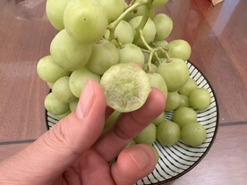 葡萄