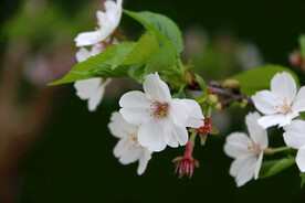 樱花