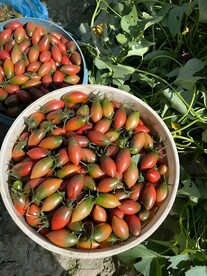 番茄