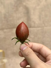 番茄