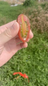 番茄