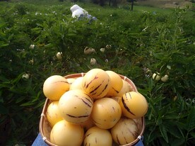 人参果