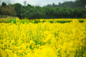 油菜花田