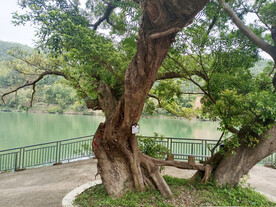 大树