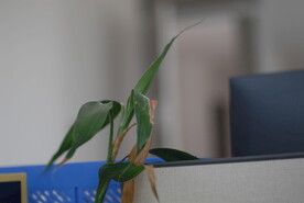 富贵竹