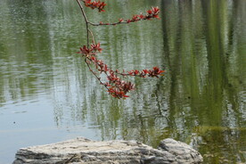 公园风景  