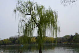 公园风景 