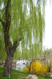 公园风景  