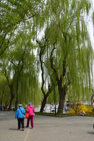 公园风景 