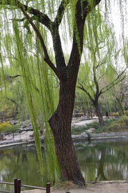 公园风景  