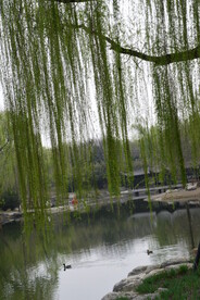 公园风景  