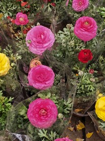 花毛茛 