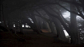 深林美景