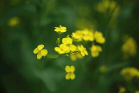 油菜花