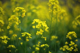 油菜花