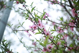 桃花枝