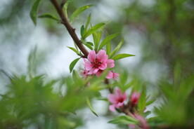 桃花