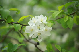 养眼梨花