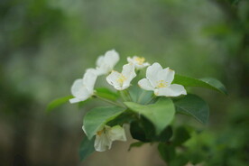 梨子花