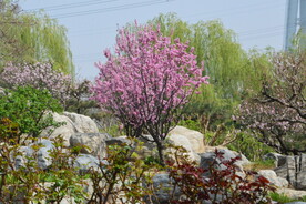 公园风景 