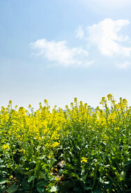 油菜花