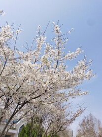 樱花树