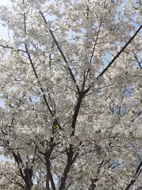 樱花树