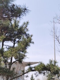 松树 