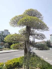 湖北梣