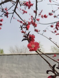 红叶碧桃