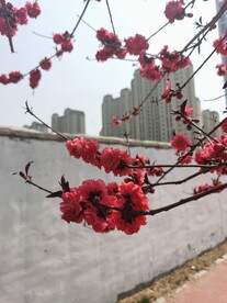 红叶碧桃