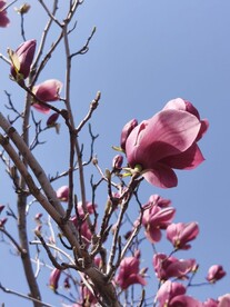 玉兰花