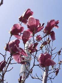 玉兰花