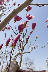 玉兰花