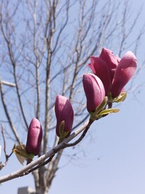 玉兰花