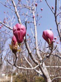 玉兰花