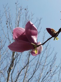 玉兰花