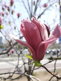 玉兰花