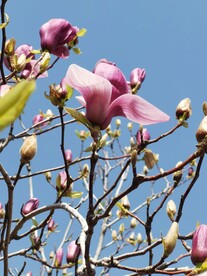 玉兰花