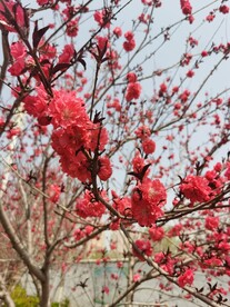 红叶碧桃