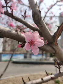 桃花