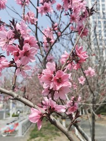 桃花树