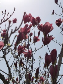 玉兰花