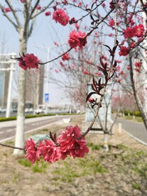 红叶碧桃