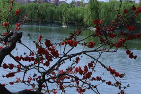 公园风景  
