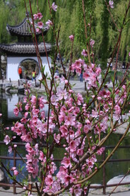 公园风景  